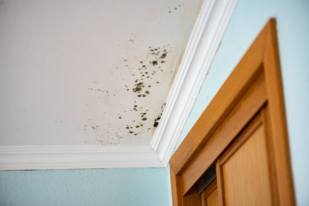 Best Professional Mold Removal  in Arlington Heights, PA
