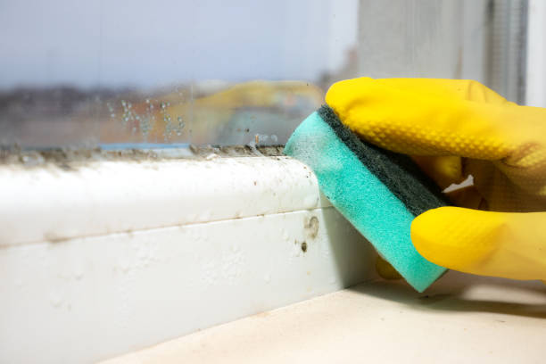 Certified Mold Removal in Arlington Heights, PA