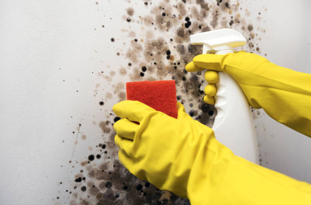 Best Emergency Mold Removal  in Arlington Heights, PA